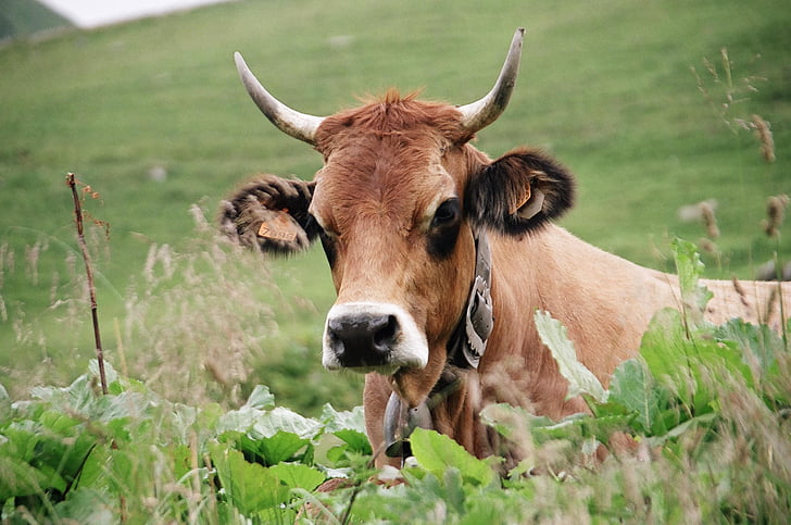природата, животни, едър рогат добитък, рогата, крава Лес, крава, трева