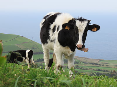 calf, cow, tongue, pasture, hill, cattle, livestock