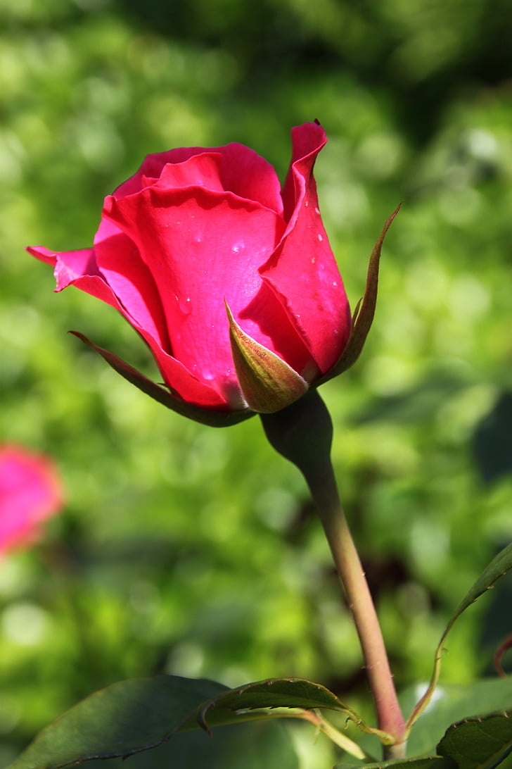color de rosa, flores rosa, rosa roja, naturaleza, flor, flor de verano, Bud