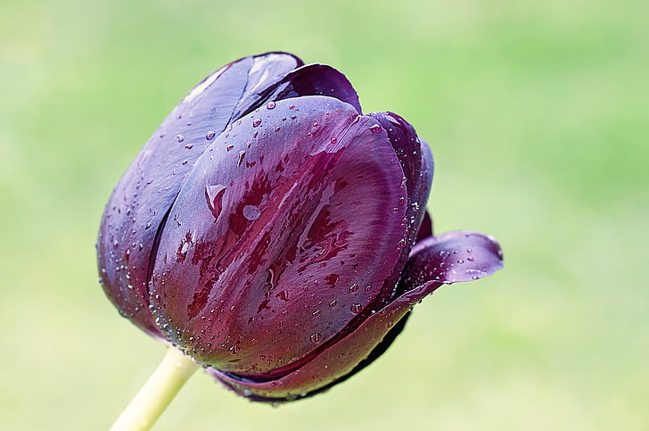 Hoa, Tulip, mùa xuân, Blossom, nở hoa, màu tím, Sân vườn