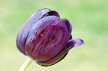 flor, Tulip, primavera, flor, floración, púrpura, jardín