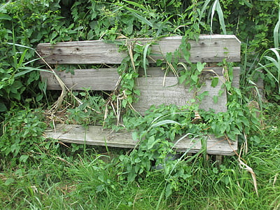 bank, entwine, green, climbing plants, overgrown, make the most of, wooden bench