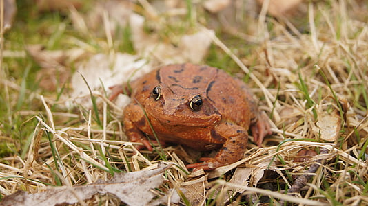 common frog, nature, frog, amphibians, orange, spring
