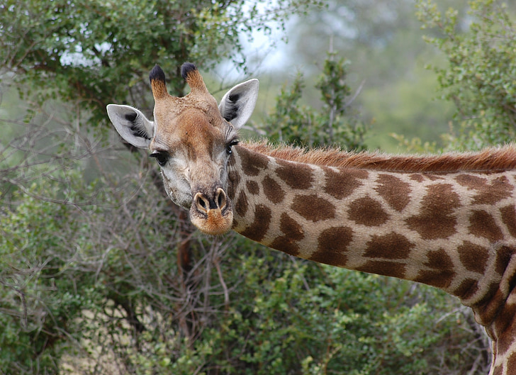 Giraffe, Safari, natuur, dier, hoofd, nek, dieren in het wild