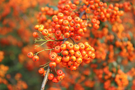orange fruit, autumn, seasonal, harvest, fruit trees