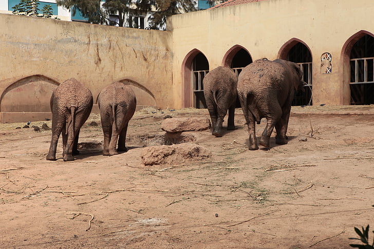 elefante, Angola, Parque zoológico, animales, herbívoro, crea, adulto