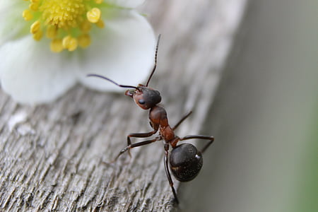 ant, ants, nature, insect, macro, animal, wood