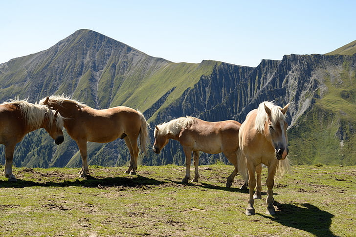 konj, Haflinga, gorskih, Alpe, poletje