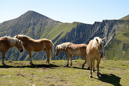 häst, Haflinger, Mountain, Alperna, sommar
