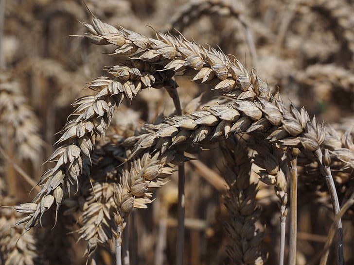 Пшеница, Спайк, злаки, зерно, поле, Пшеничное поле, кукурузное поле
