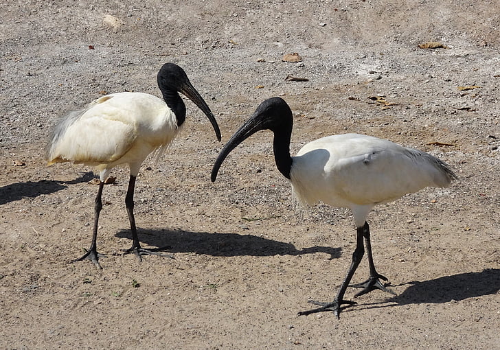 ocell, l'Ibis, l'ibis capnegre, ibis blanc oriental, Threskiornis melanocephalus, Escolopàcid, Tresquiornítid