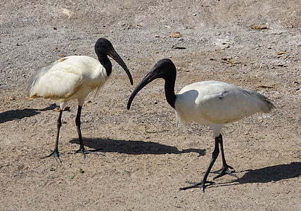pássaro, Ibis, ibis-de-cabeça-preta, ibis branco Oriental, Threskiornis melanocephalus, Wader, Threskiornithidae