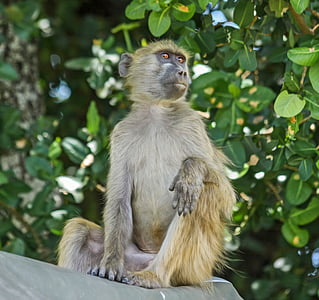 baboon, monkey, primate, sitting, botswana, brown