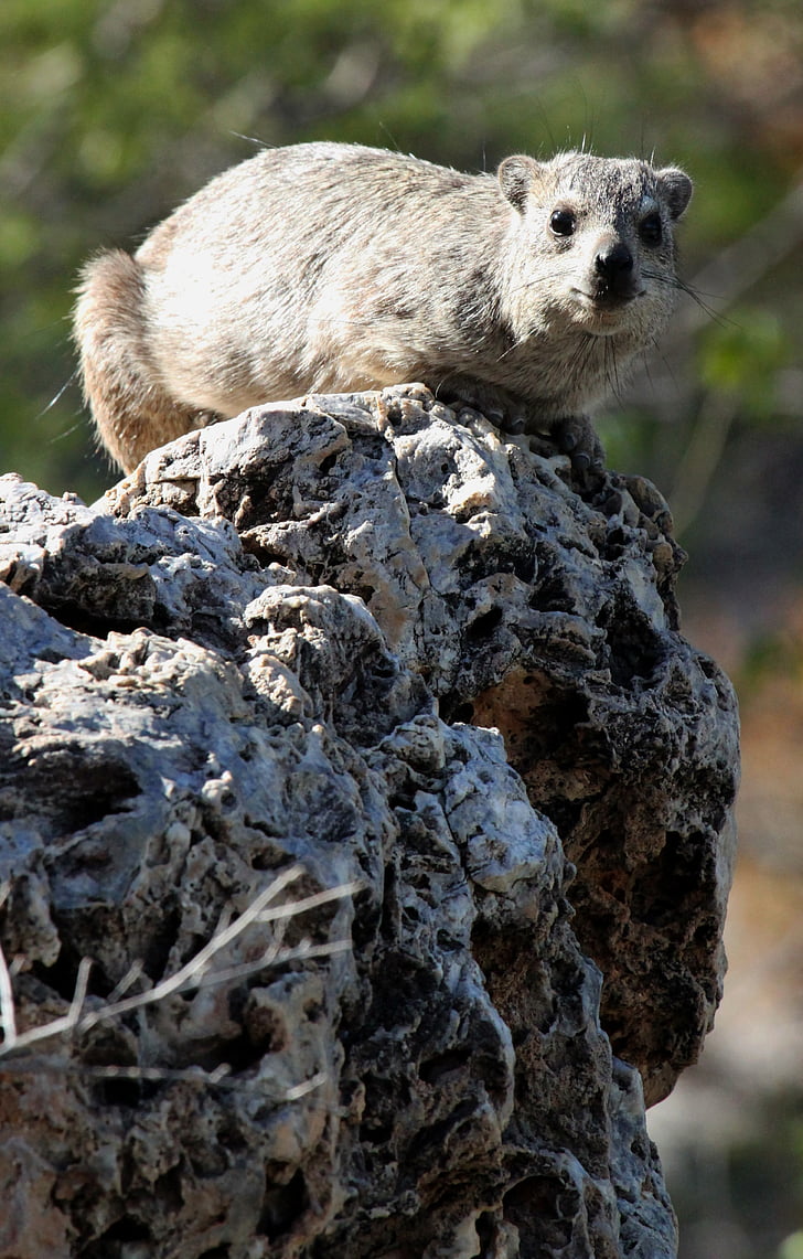 Hyrax, Rock, Namibia, dyr, pattedyr, Wildlife, gnaver