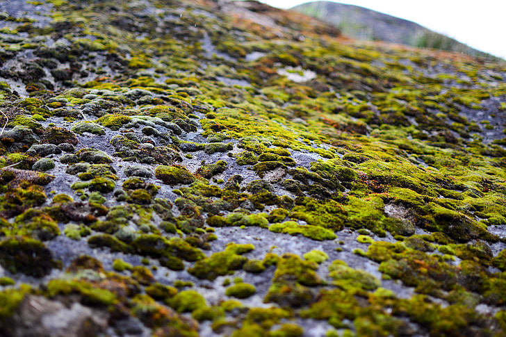 Moss, roca, piedra, naturaleza, al aire libre, medio ambiente, fresco