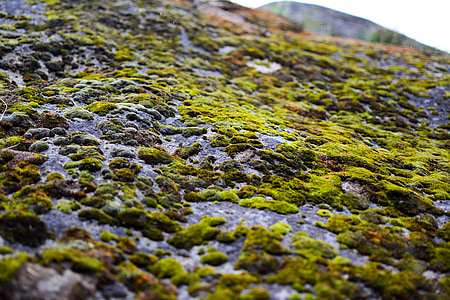 Moss, Rock, sten, natur, udendørs, miljø, frisk