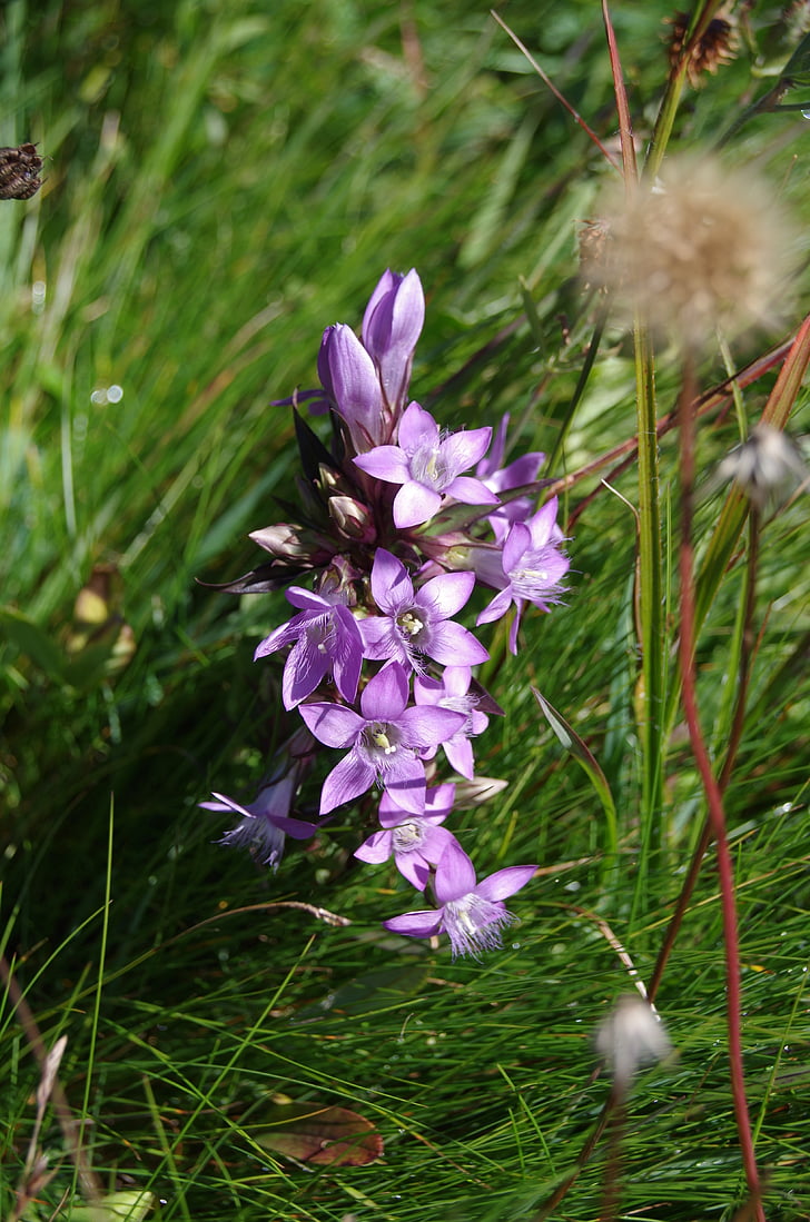 Enzian, violett, Alpine, Alpenblume, Enzian Pflanze, lila, Alpine Pflanzen