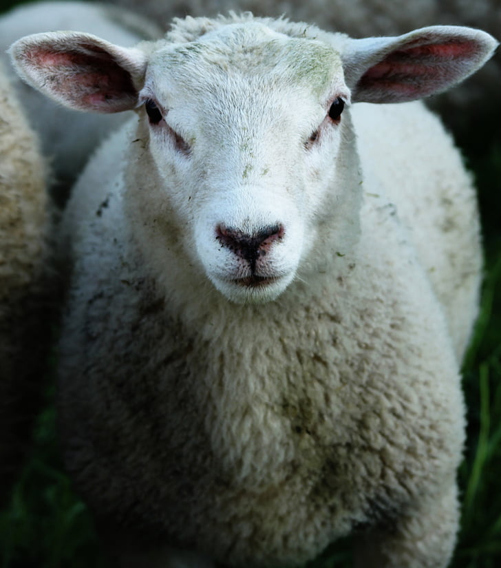 schapen, wol, dier, hoofd, bont, zachte