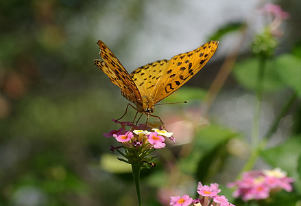 butterfly, indian fritillary, insect, bug, wings, flowers, lantana