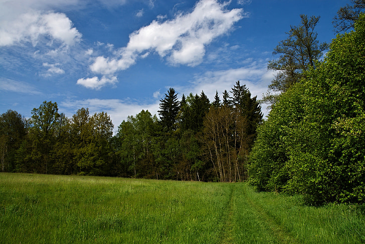 meadow, forest, grass, sky, blue, path, landscape