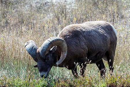 ovelles de muntanya, ovelles, animal salvatge, fotografia de la natura, EUA, banyes