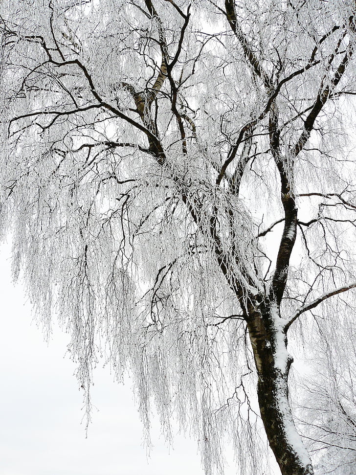 escala de grisos, fotografia, sense fulles, arbre, natura, arbres, l'hivern