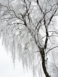 niveaux de gris, photographie, sans feuilles, arbre, nature, arbres, hiver