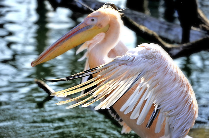 Pelikan, Wilhelma, Zoo, oiseaux d’eau, aile, oiseau, animal