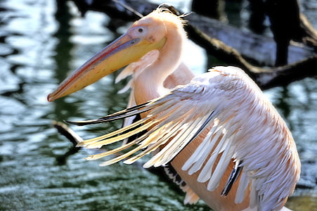 pelikan, wilhelma, zoo, water bird, wing, bird, animal
