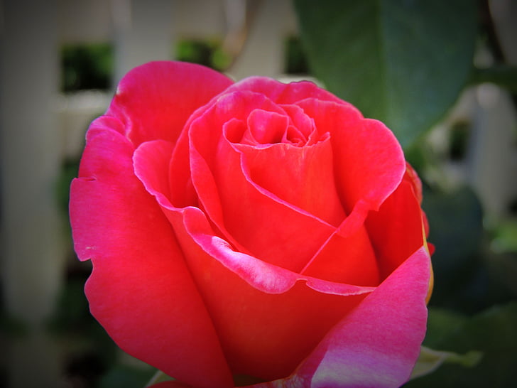 crveno cvijeće, cvijet, Kineska ruža, sretan, ljubav
