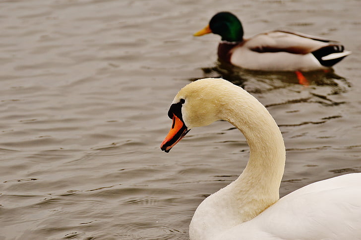swan, duck, swim, lake, water bird, animal world, nature