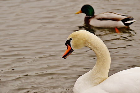 Swan, raţă, înot, Lacul, pasăre de apă, lumea animalelor, natura