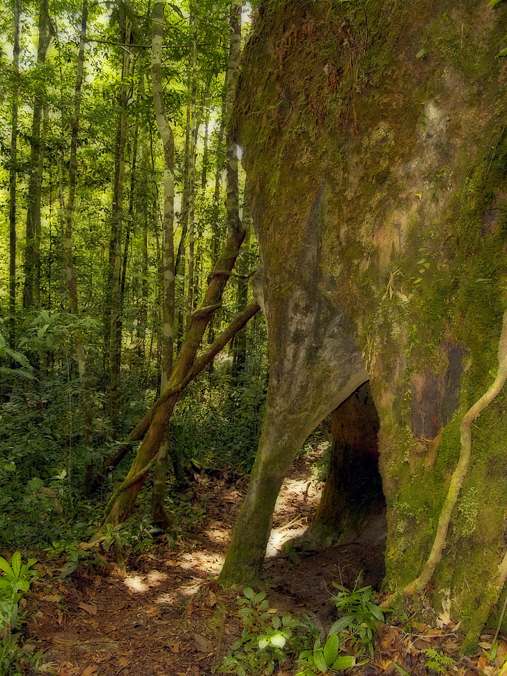 Cave, Cathédrale, Manaus, Brésil, nature, roches, vert