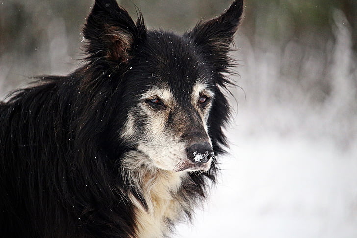 dog, winter, snow, border, herding dog, border collie, purebred dog