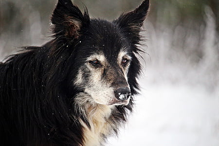šuo, žiemą, sniego, sienos, ganymo šuo, Borderkolis, grynaveislių šunų
