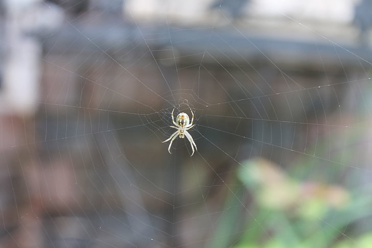 spindelnät, spindel, webben, trädgård, naturen, läskiga, insekt