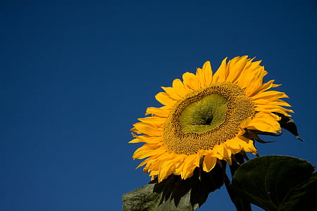 floarea-soarelui, deschide, galben, cer albastru, floare, vara, flori galbene