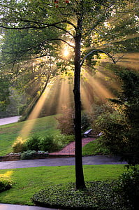 drzewo, Natura, Słońce, światło słoneczne, poza, promienie, Park - człowiek miejsce
