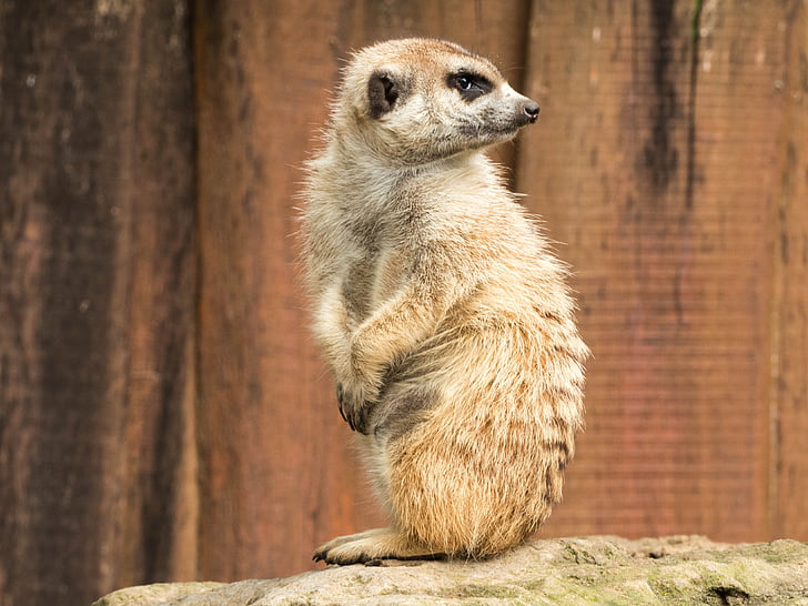 Meerkat, sở thú, Thiên nhiên, động vật, ngồi