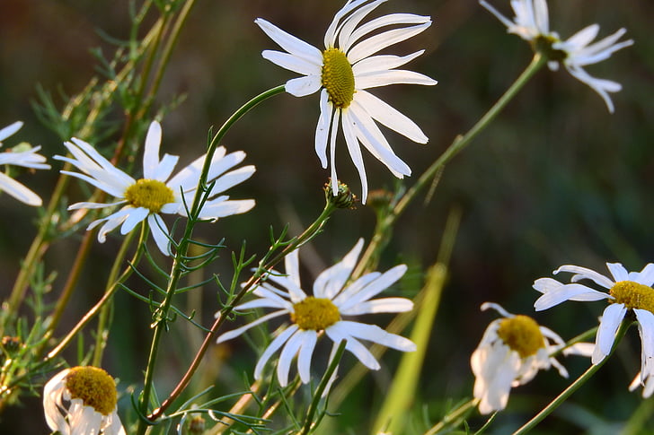 fotomontáž kata kunci, bunga putih, bunga Padang rumput, berbunga, bunga putih, bunga, alam