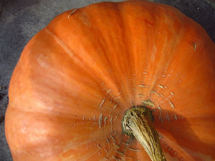 pumpkin, vegetables, autumn, orange, food