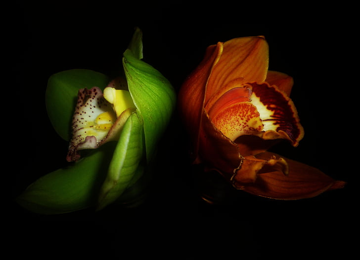 orchid, flower, contrast, colors