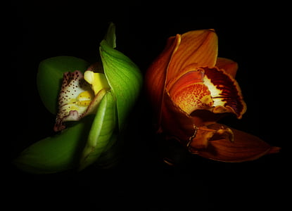 orhideja, cvet, kontrast, barve