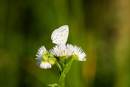 Natura, Motyl, zielony, biały, kwiat, kwiat, trawa