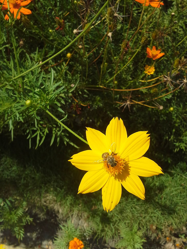 yellow flower, flora, insect, daisy, plant, nature, wasps