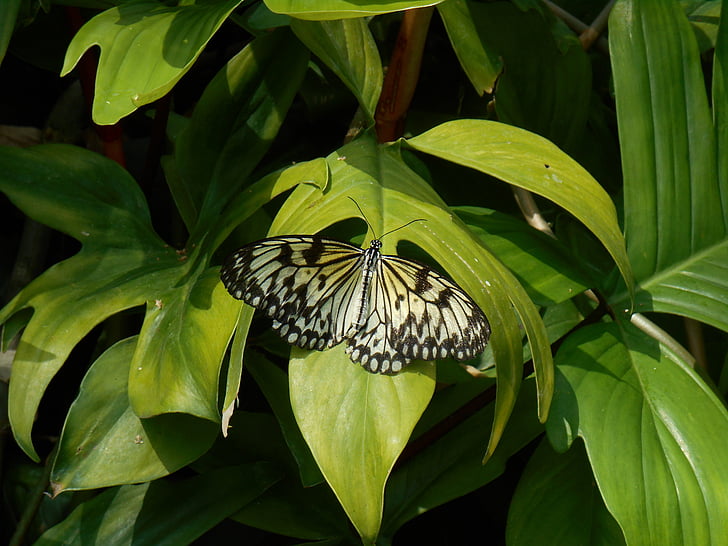 motýľ, Príroda, Zelená, Kvetinová, hmyzu, krídlo, Leaf