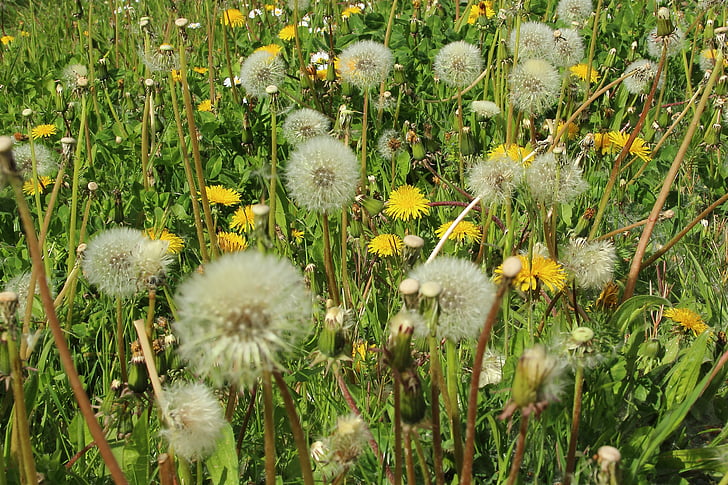 dandelion, spring, meadow, garden, hay fever, allergy, pollen