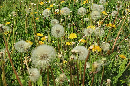 Dandelion, musim semi, padang rumput, Taman, Hay demam, Alergi, serbuk sari