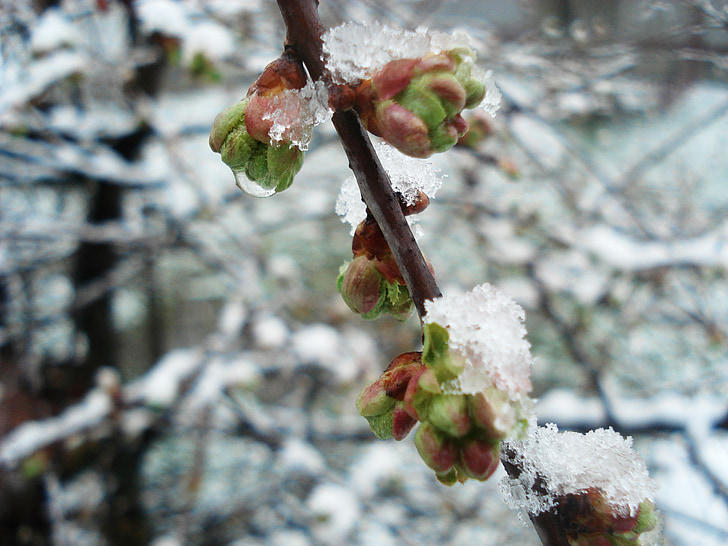 ziemas, Pavasaris, ziedi, sniega, auksti, gada pavasarī koku