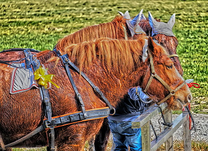 atlar, at, ter, çekim, Emniyet kemeri, etkilidirler, yay